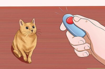 How to Get Your Cat to Stand Up