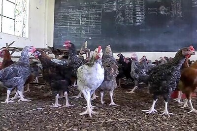 With Kenyan Schools Closed, One Turns To Raising Chickens