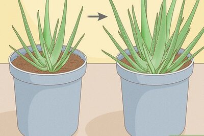 How to Transplant Aloe Vera