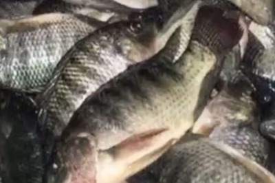 Saltwater Near Tamil Nadu’s Devipattinam Beach Now A Habitat Of Jalebi Fish