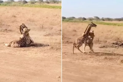 Watch: Mother Giraffe Saving Her Baby From A Lioness Is Viral