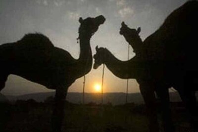 Camel made Rajasthan's state animal to check its decreasing number