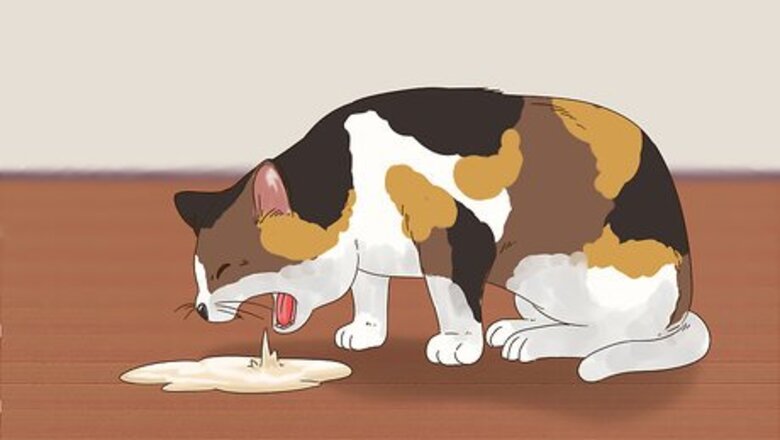 How to Diagnose and Treat Zinc Poisoning in Cats