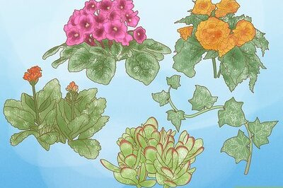 White Spots on Plants: Causes & Getting Rid of Powdery Mildew