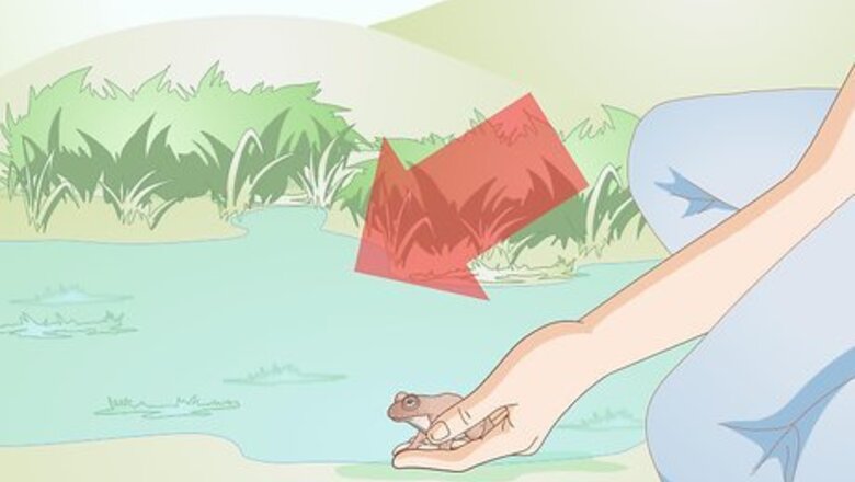 How to Care for a Hibernating Frog