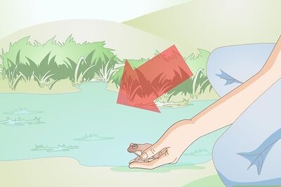 How to Care for a Hibernating Frog