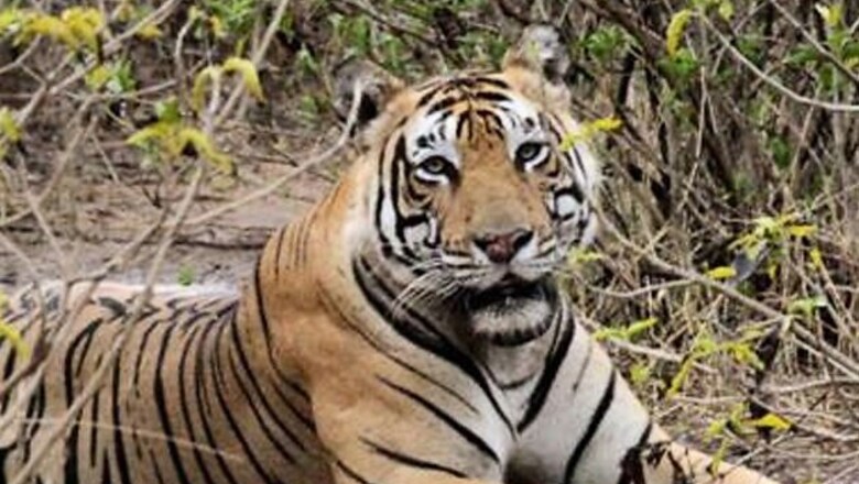 Deadly virus pushing tigers towards extinction