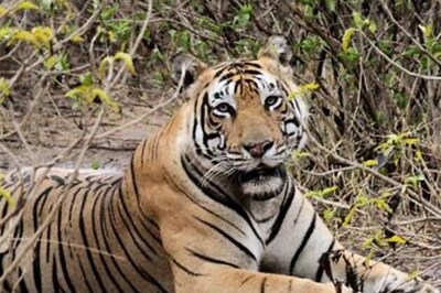 Deadly virus pushing tigers towards extinction