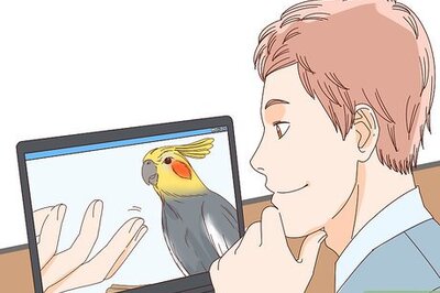 How to Buy a Pet Cockatiel
