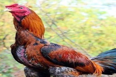 Asil Chicken: A Profitable Poultry Breed Known For Its Unique Qualities
