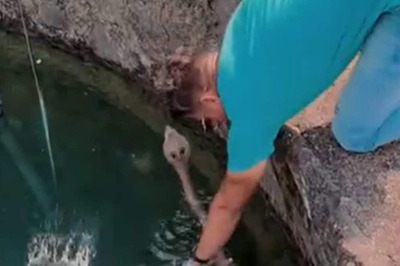 In Spine-Chilling Video, Man Rescues King Cobra From Well With Bare Hands