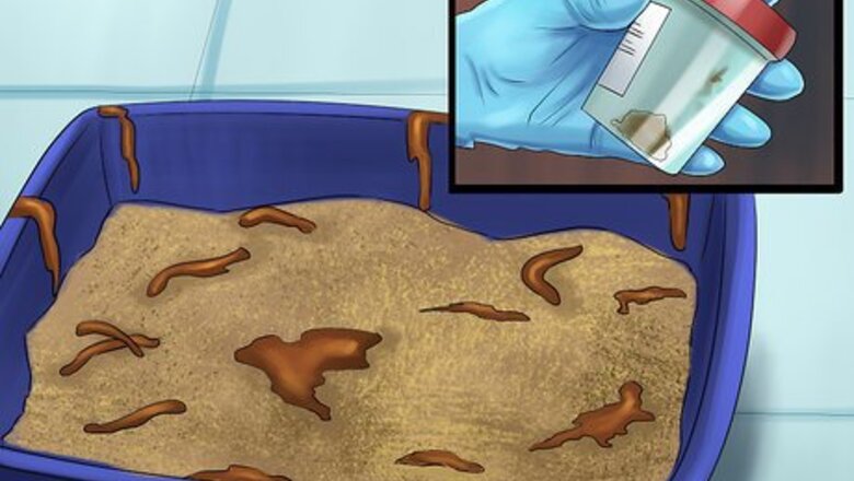 How to Remove Parasite Samples from a Cat