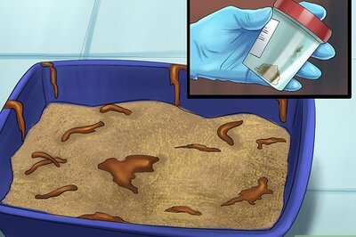 How to Remove Parasite Samples from a Cat