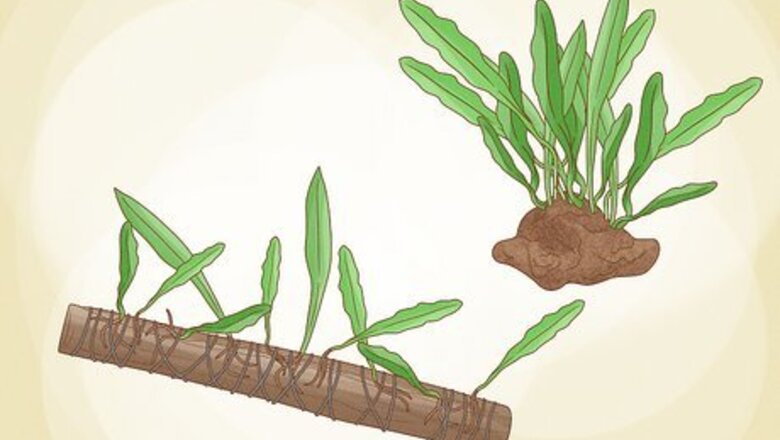 How to Grow and Propagate a Java Fern