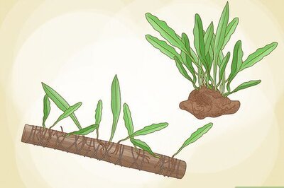 How to Grow and Propagate a Java Fern