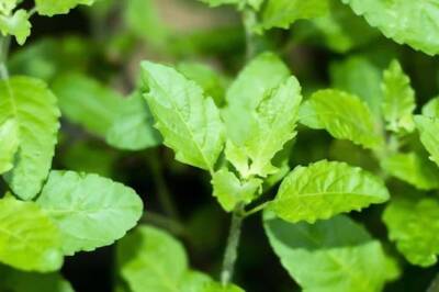5 Easy Ways To Consume Tulsi Leaves On Empty Stomach