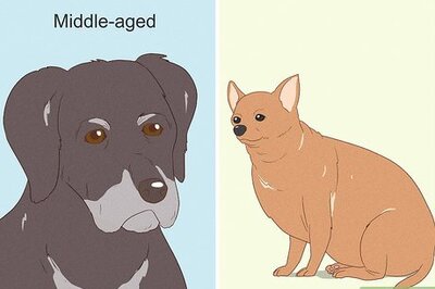 Fatty Tumors (Lipomas) in Dogs: Causes and Natural Remedies