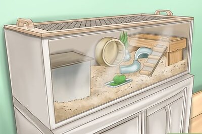 How to Care for Roborovski Hamsters