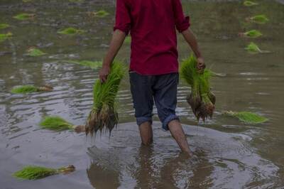 16,400 Tonnes of Paddy Worth Rs 31 Cr Procured at MSP from Punjab, Haryana in 72 Hours: Govt