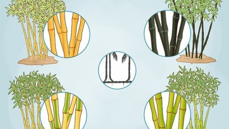 How to Buy Bamboo