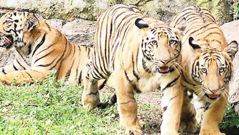 'Tiger population in India has increased significantly'