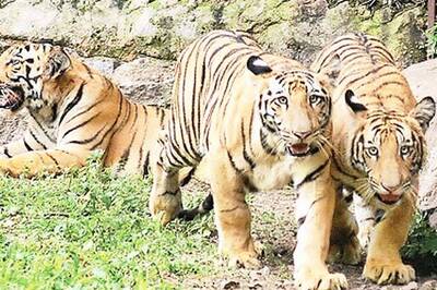 'Tiger population in India has increased significantly'