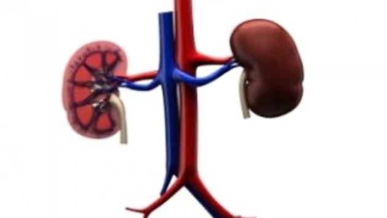 Gene in brain linked to kidney cancer