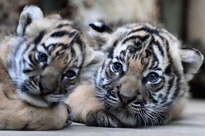 Madhya Pradesh, India's Tiger State, Lost 23 Big Cats in 2019