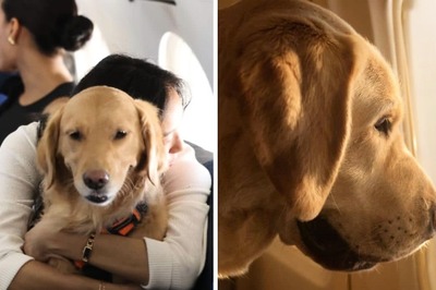 BARK Air, World’s First Airline Dedicated For Dogs, Takes Off From New York