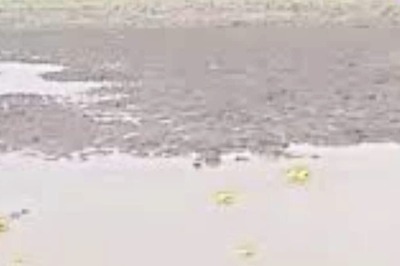 Indian Bullfrog, With Golden And Yellow Skin, Spotted In Jhansi During Rains