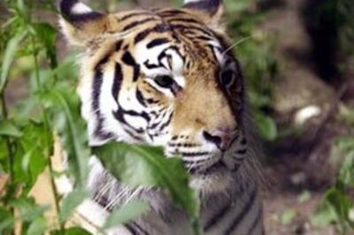 Wildlife enthusiast, author Billy Arjan Singh dies