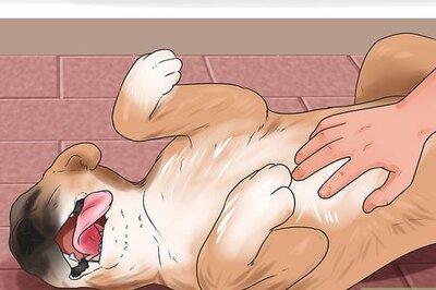 How to Brush Mats out of Dog Hair