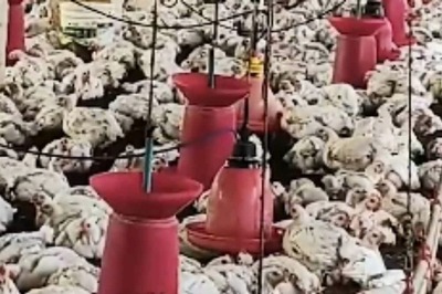 In Mysuru, Farmer Instals Special Irrigation System In Poultry Farm To Fight The Heat