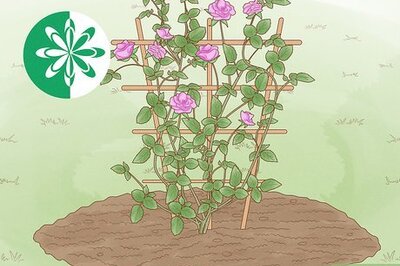 How to Plant a Climbing Rose