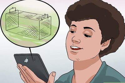 How to Trap a Mouse Without Harming It