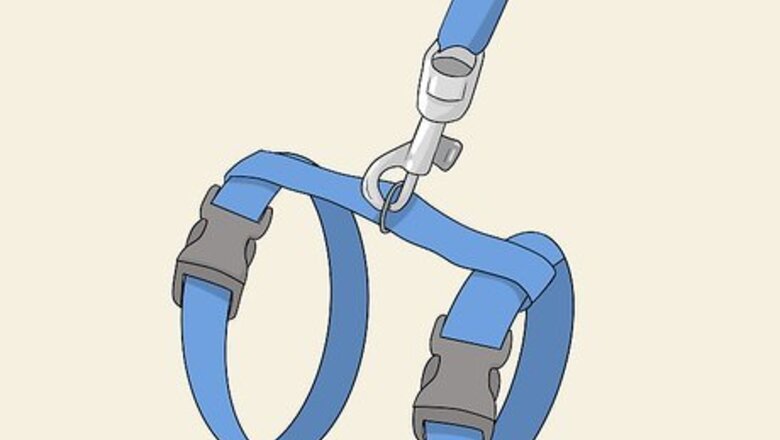 How to Train Your Ferret to Walk on a Leash