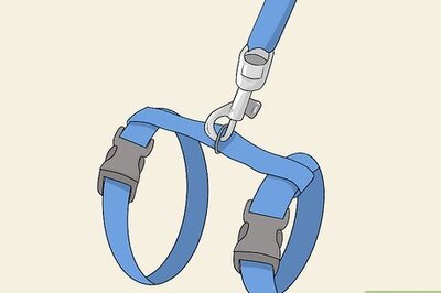 How to Train Your Ferret to Walk on a Leash