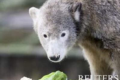 Girl's face restored after bear attack disfigured it