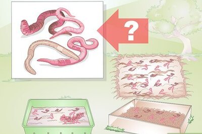 How to Raise Earthworms
