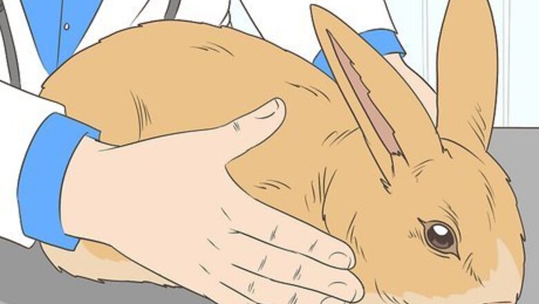 How to Treat Snuffles (Pasteurella) in Rabbits