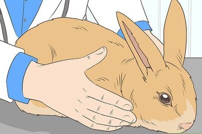 How to Treat Snuffles (Pasteurella) in Rabbits