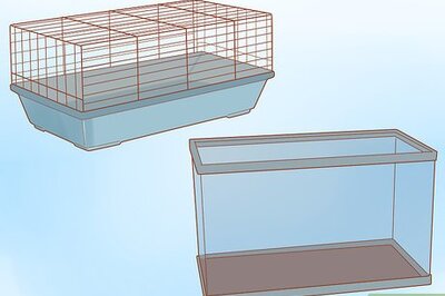 How to Introduce a New Hamster to Your Home