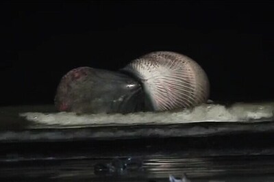 35-foot-long whale washed ashore in Mumbai beach