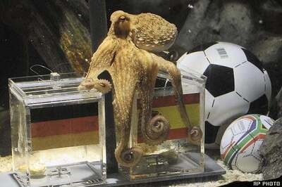 Top 10 animal celebrities