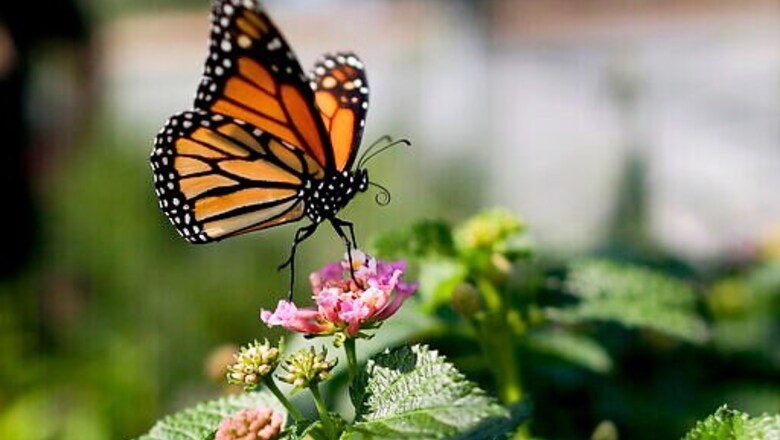 Monarch Butterflies Down 26% In Mexico Wintering Grounds