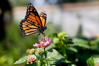 Monarch Butterflies Down 26% In Mexico Wintering Grounds