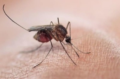 Malaria Causing Superbugs can Enter India, Warns Scientist