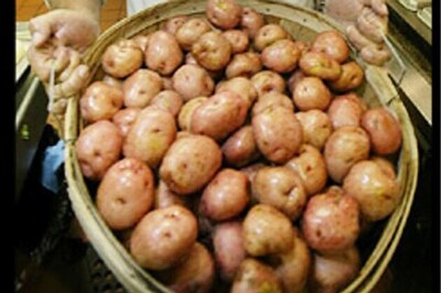 Potato futures hit lower circuit, plunge 4% on FMC curbs