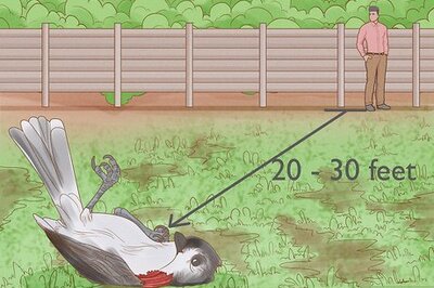 How to Care for an Injured Wild Bird (and When to Give Them Food or Water)