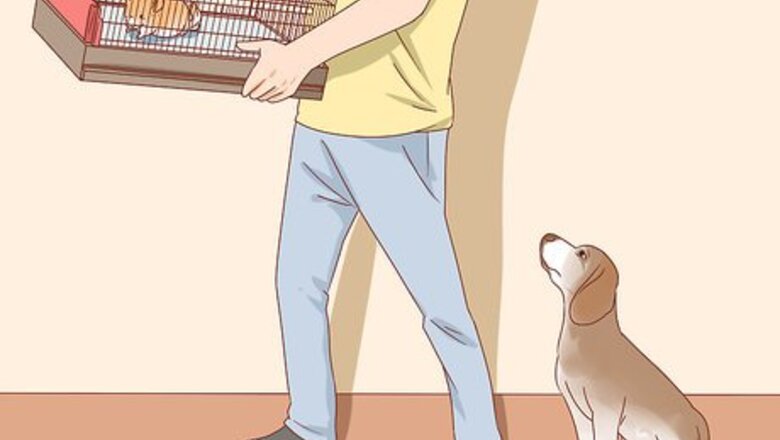 How to Treat Mites in Chinchillas